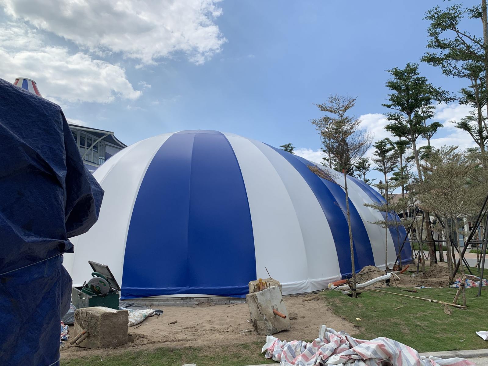 Dome con nhộng vỏ màng sọc xanh trắng trên bãi cỏ